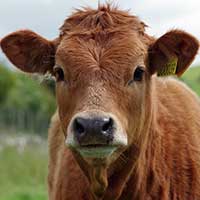 Photograph of brown cow with tagged ear looking at camera.