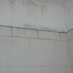 Photograph of mold and mildew in a shower space.