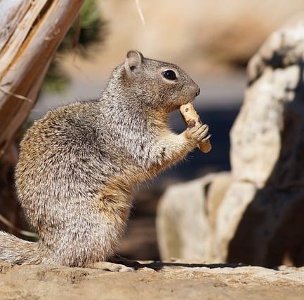 Photograph of Arizona squirrel, in profile, holding food and eating.
