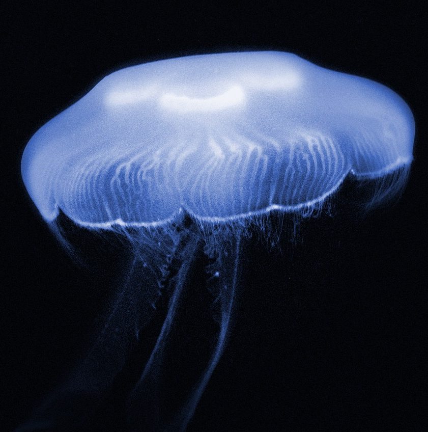 Photograph of a bluish jellyfish in Atlanta, Georgia aquarium.