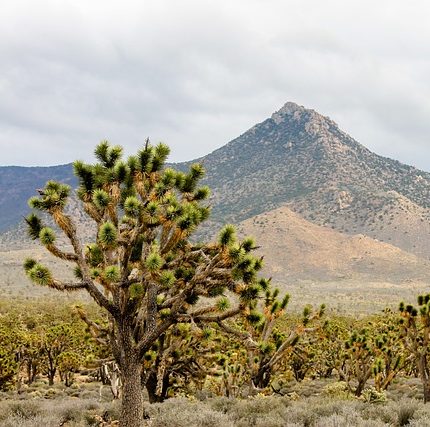 Photograph of yucca with Arizona desert peak in the background.