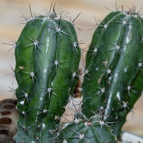 Photograph of a green cactus with thorns in Arizona desert.