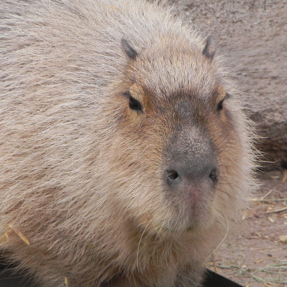 Photograph of a capybara at zoo in Albuquerque, New Mexico.
