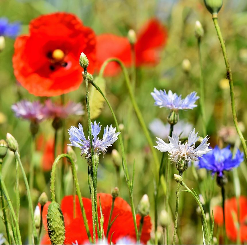 Photograph of a red cornflower on a Montana mountain.