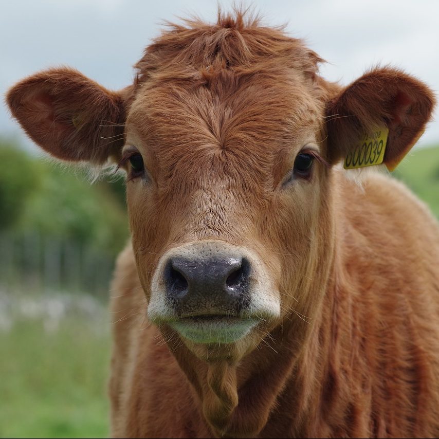 Photograph of brown cow with tagged ear looking at camera.