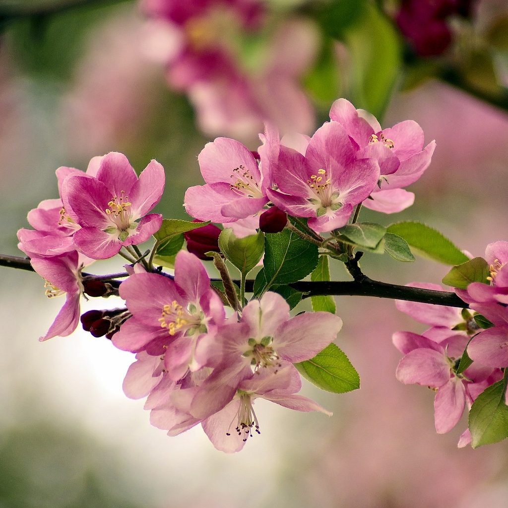 Photograph of pinkish Cherry Blossoms in Fair Park, Dallas, Texas.