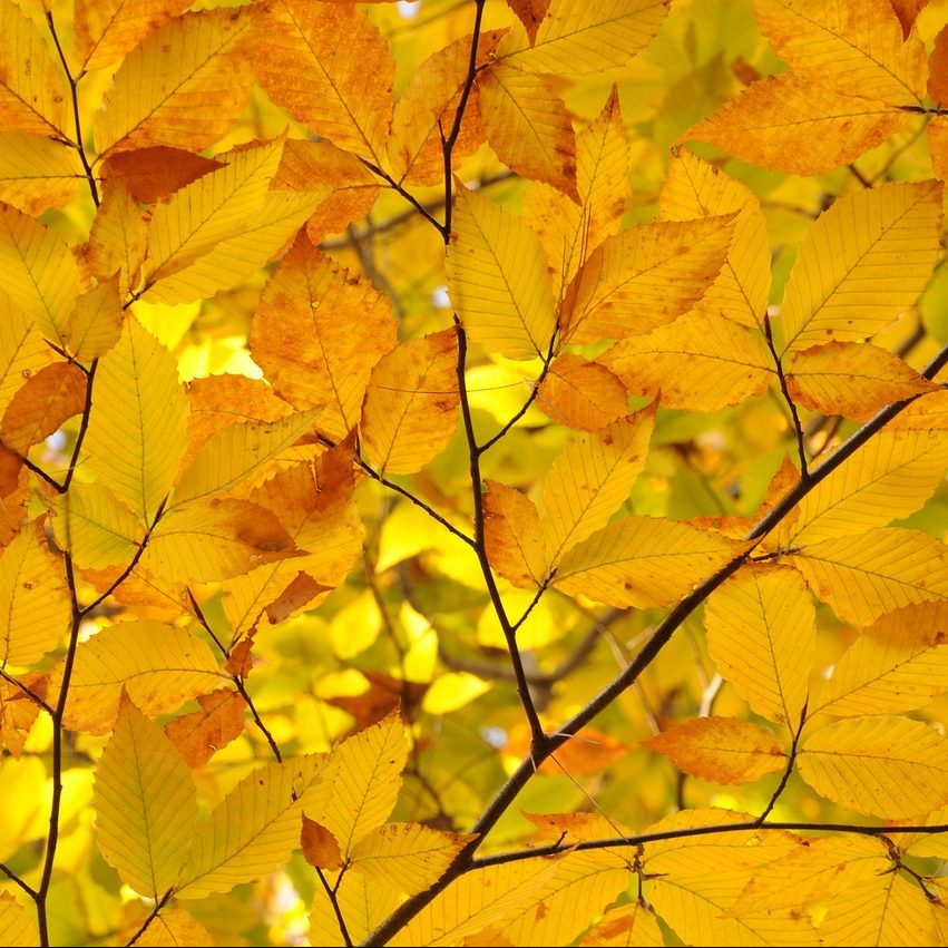 Photograph showing color of autumn leaves in New England trees.