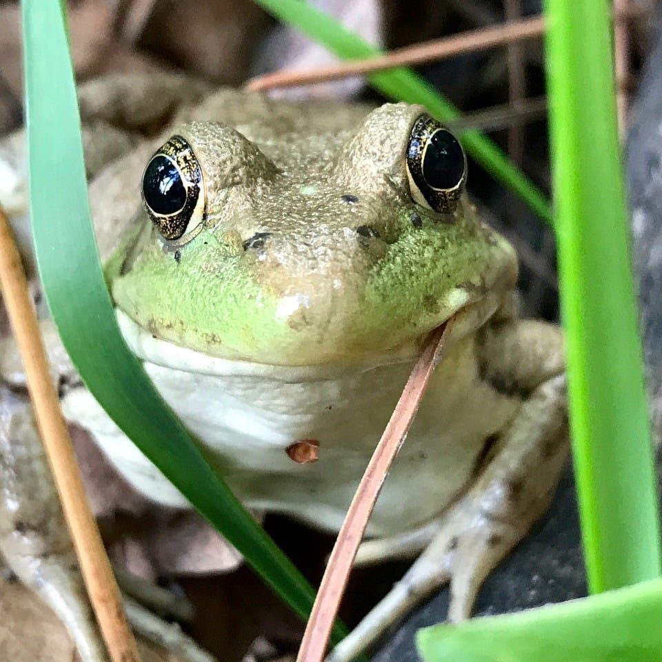 Photograph of a large eyed green frog indiginous to Minnesota.
