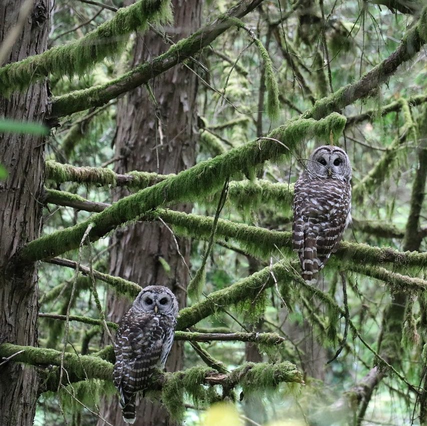 Photograph of grayish owl in Pacific Northwest forest, looking at camera.