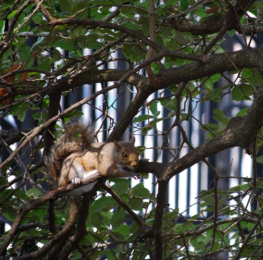 Photograph squirrel crawling on a Charleston, South Carolina city tree.