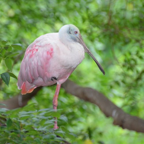 Photograph of long billed, long legged, pink bird, Tampa, Florida.
